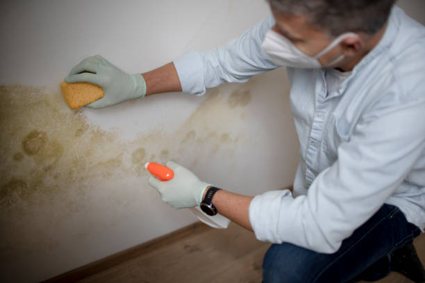 Best Forensic Mold Investigation  in Giddings, TX